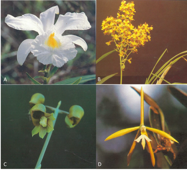 GMGA – Grupo de Mineralogia e Geoquímica Aplicada – 21 – Orquídeas do  Minério de Ferro da Serra Sul